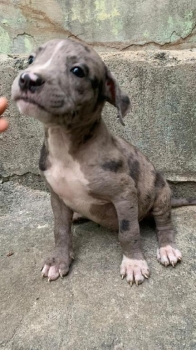 Venta de pitbull merle  en santo domingo dn