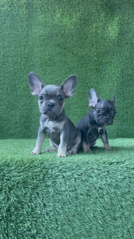 Bulldog francÉs