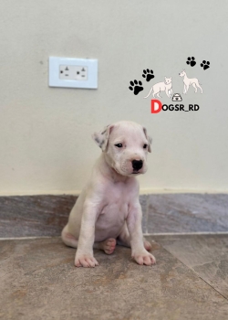Dogo argentino ambos sexos