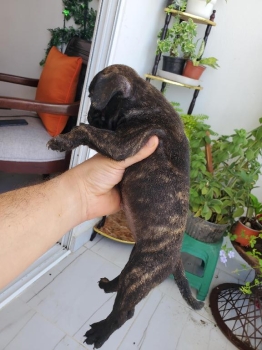 Bulldog francés
