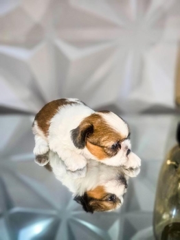 Cachorritos shih tzu disponibles