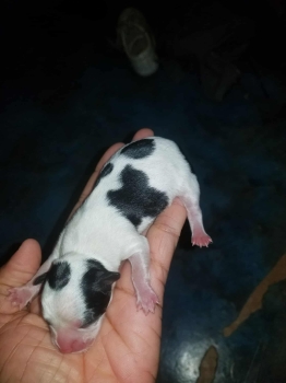 Chihuahua puro