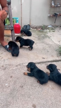 Rottweiler en venta