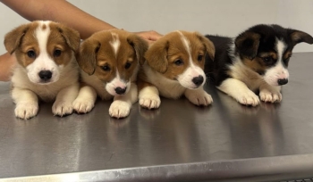 Corgi ambos sexos