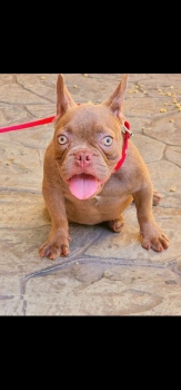 Bulldog frances isabella