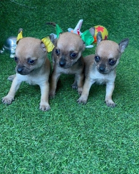 Chihuahua cabeza de manzana ambos sexos