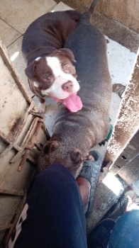 Cachorros pitbull bully blue