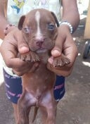 Cachorros pitbull bully blue