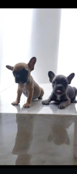 Bulldog francés macho