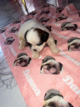 Cachorro shih tzu inf ws 8496360797