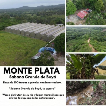 Finca de 100 tareas agrícolas con invernadero en sabana grande de boyá