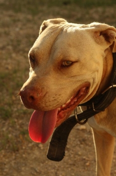 Pitbull terrier red nose de 3 años en la altagracia