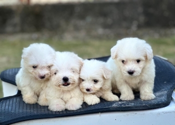 Hermosos maltés bichón