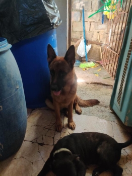 Cachorra pastor alemán  en santo domingo este