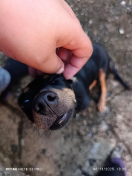 Adopta perrito. chiguagua