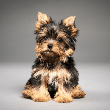 Yorkie terrier
