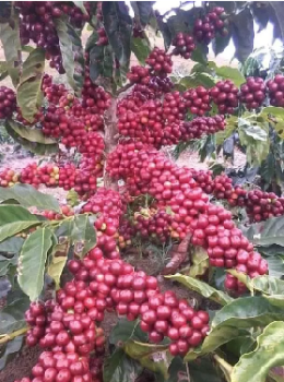Vendo 6000 tareas sembradas de café