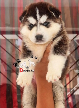 Husky siberiano ambos sexos