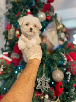 Maltés bichón