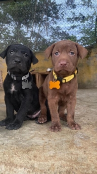 Labrador retriever ambos sexos