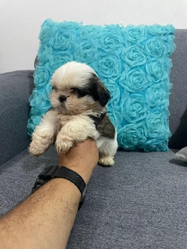 Shitzu macho mini