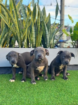 Disponible precioso pitbull blu color gris azulado.