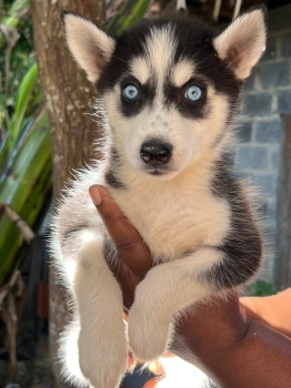 Husky siberiano hembra