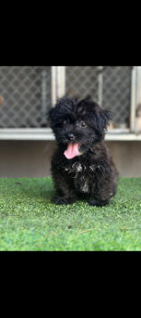  conoce a tu nuevo mejor amigo! ???? cachorrito maltipoo listo para d