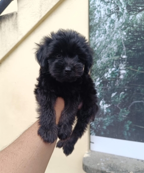 Oferta cachorro shipoo macho  en santo domingo vacunados