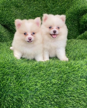 Pomerania ambos sexos