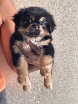 Pequines imperial pekines