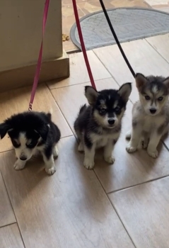 Oferta cachorro husky ambos sexo en santo domingo y vacunado