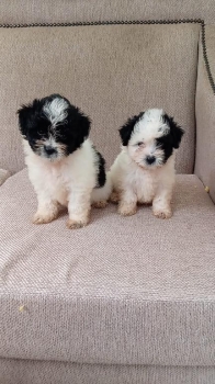 Oferta cachorro shipoo macho en santo domingo y todo al dia