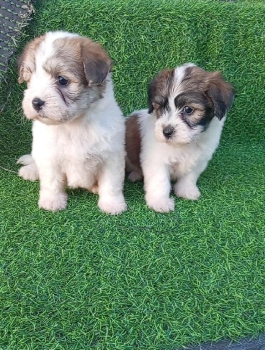 Oferta cachorro shipoo ambos sexo en santo domingo vacunados
