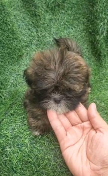 Oferta cachorro shih tzu hembra en santo domingo y vacuna al dia