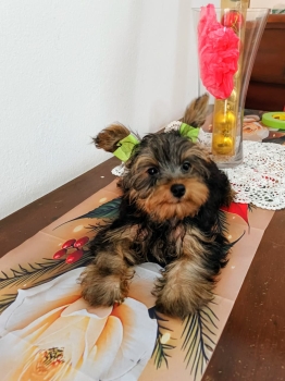 Oferta cachorro yorkie macho en santo domingo vacuna al dia