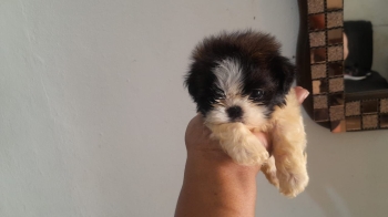 Oferta cachorro shih tzu toy macho ubicado en santo domingo y vacunado