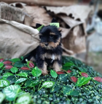 Oferta cachorro yorkie hembra en santo domingo y vacunada