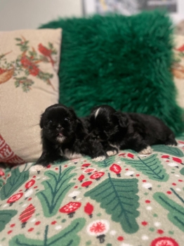 Oferta cachorro shih tzu hembra en santo domingo y vacuna al dia