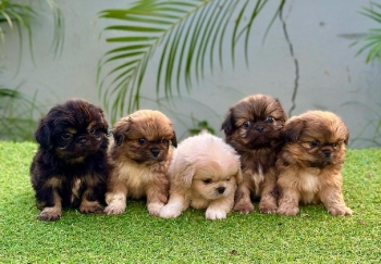 Pekines ambos sexos