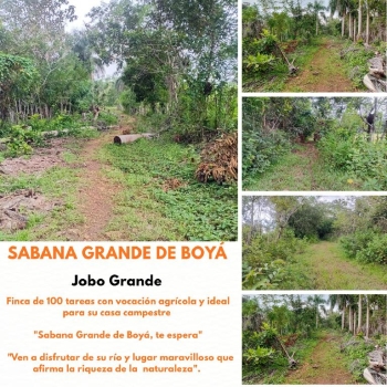 Finca de 100 tareas totalmente llanas con vocación agrícola en sabana