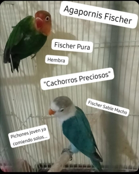 Agapornis pareja