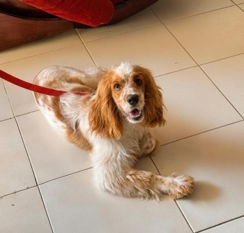 Cocker spaniel