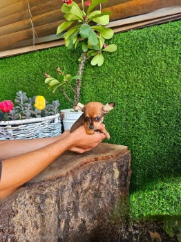 Oferta cachorro chihuahua hembra en santo domingo vacuna al dia