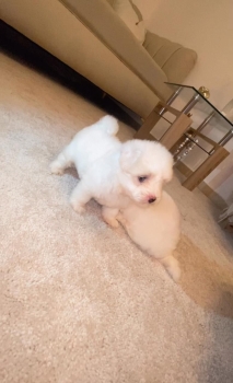 Oferta cachorro maltes ambos sexo en santo domingo con su vacuna