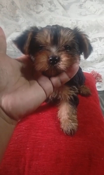 Oferta cachorro yorkie ambos sexo en santo domingo y vacunados