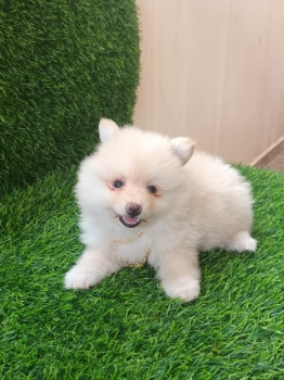 Oferta cachorro pomerania macho en santo domingo con su vacunas al dia