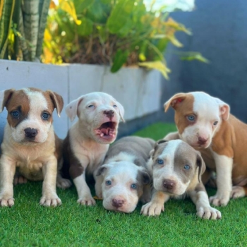 Pitbully ambos sexos