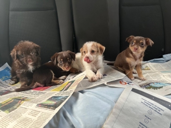 Oferta cachorro chihuahua ambos sexo en santo domingo con su vacuna al