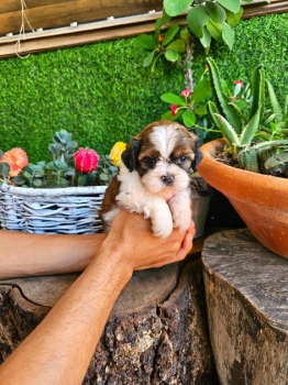 Oferta cachorro shih tzu hembra en santo domingo y vacuna al dia